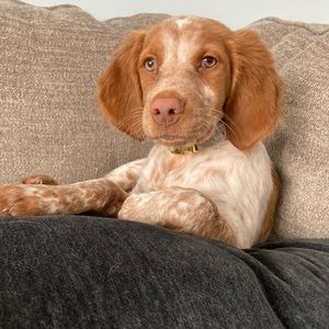 Meet your Posher, Ava